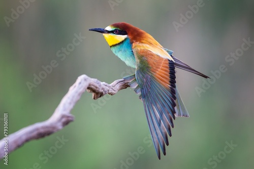 Closeup of a Bee-eater standing on a tree branch 