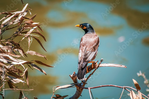 bird perched on a twig