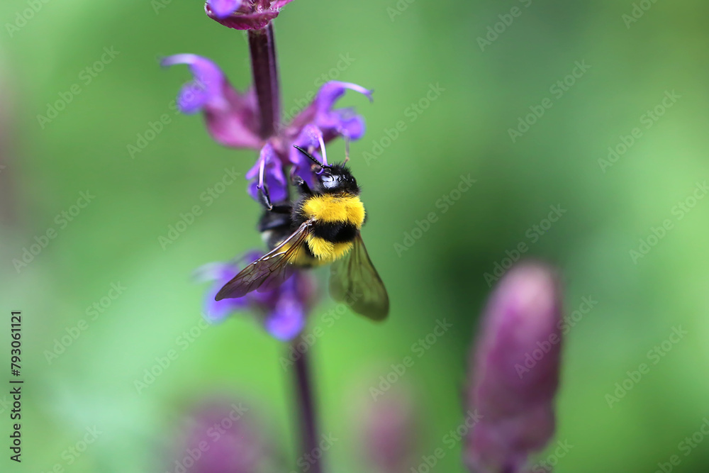 A Bumblebee collects nectar from a flower A Bumblebee collects nectar from a flower