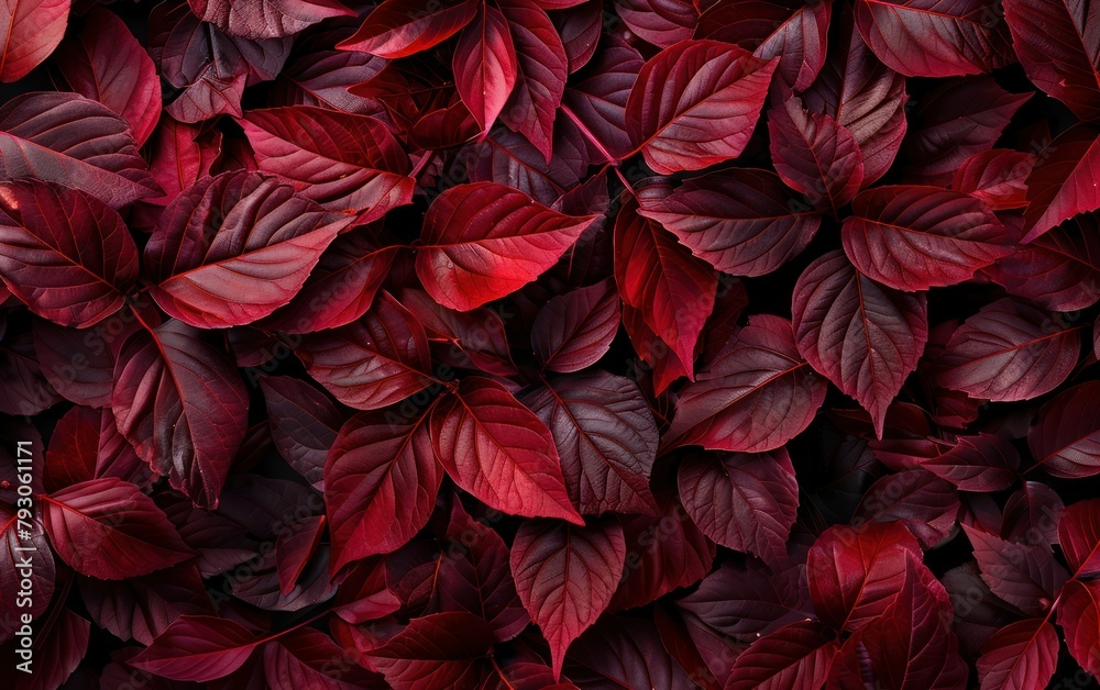 Crimson Foliage Texture