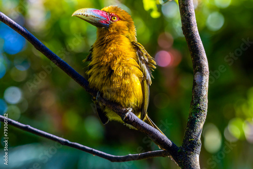 Araçari-banana/Saffron Toucanet photo