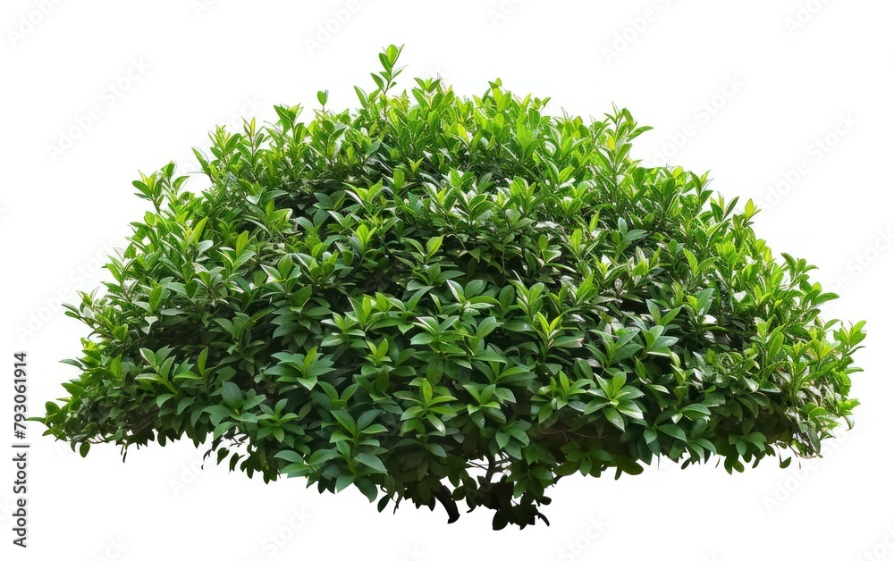Lush Green Bush Isolated on White Lush Green Bush Isolated on White