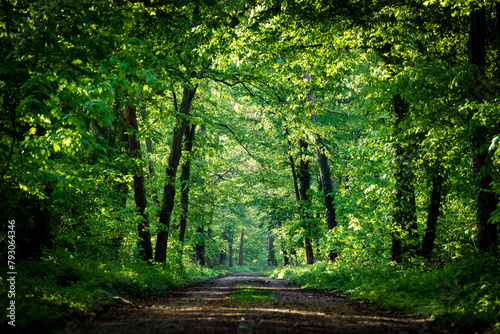 Dirt road winding through dense forest with lush green foliage and tall trees