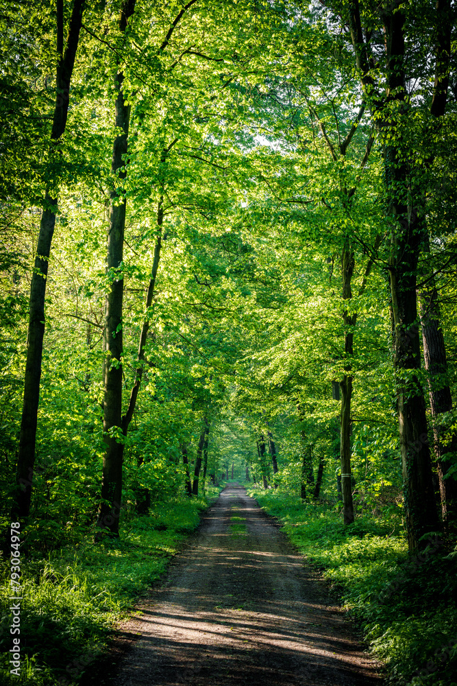 Obraz premium Dirt road winding through dense green forest, shaded by tall trees