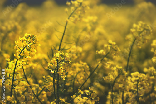 blooming oilseed rape plants swaying in wind on a bright spring day. renewable energy bio-fuel concept. soft selective focus. close up background picture