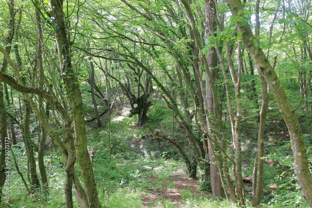 A stream and trees in the forest in spring A stream and trees in the forest in spring