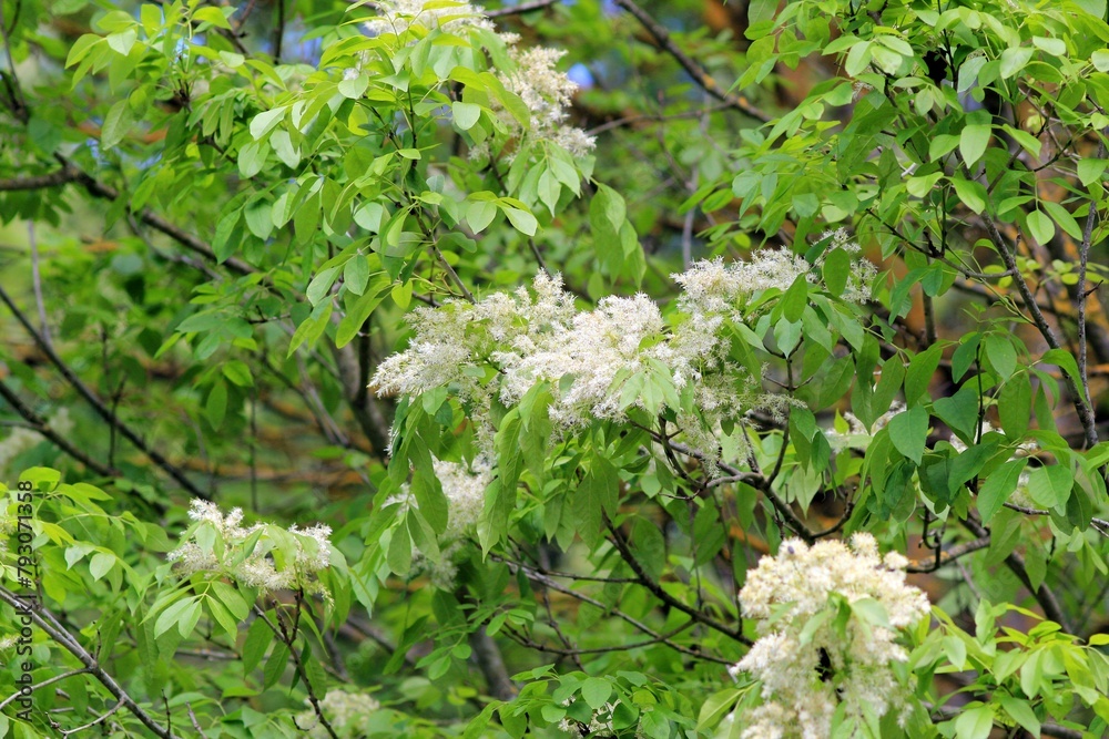 Flowering ash (Fraxinus ornus) in spring Flowering ash (Fraxinus ornus) in spring
