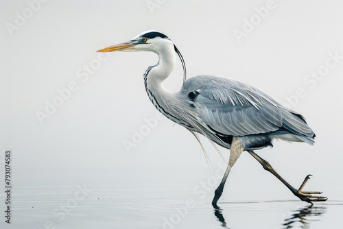 A heron wades, fishing in still waters