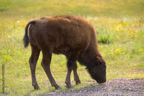 Bison Calk Grazes