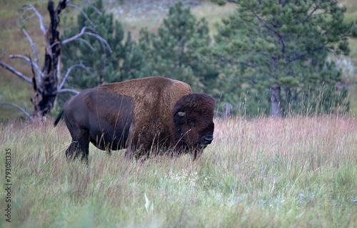 bison in park national park