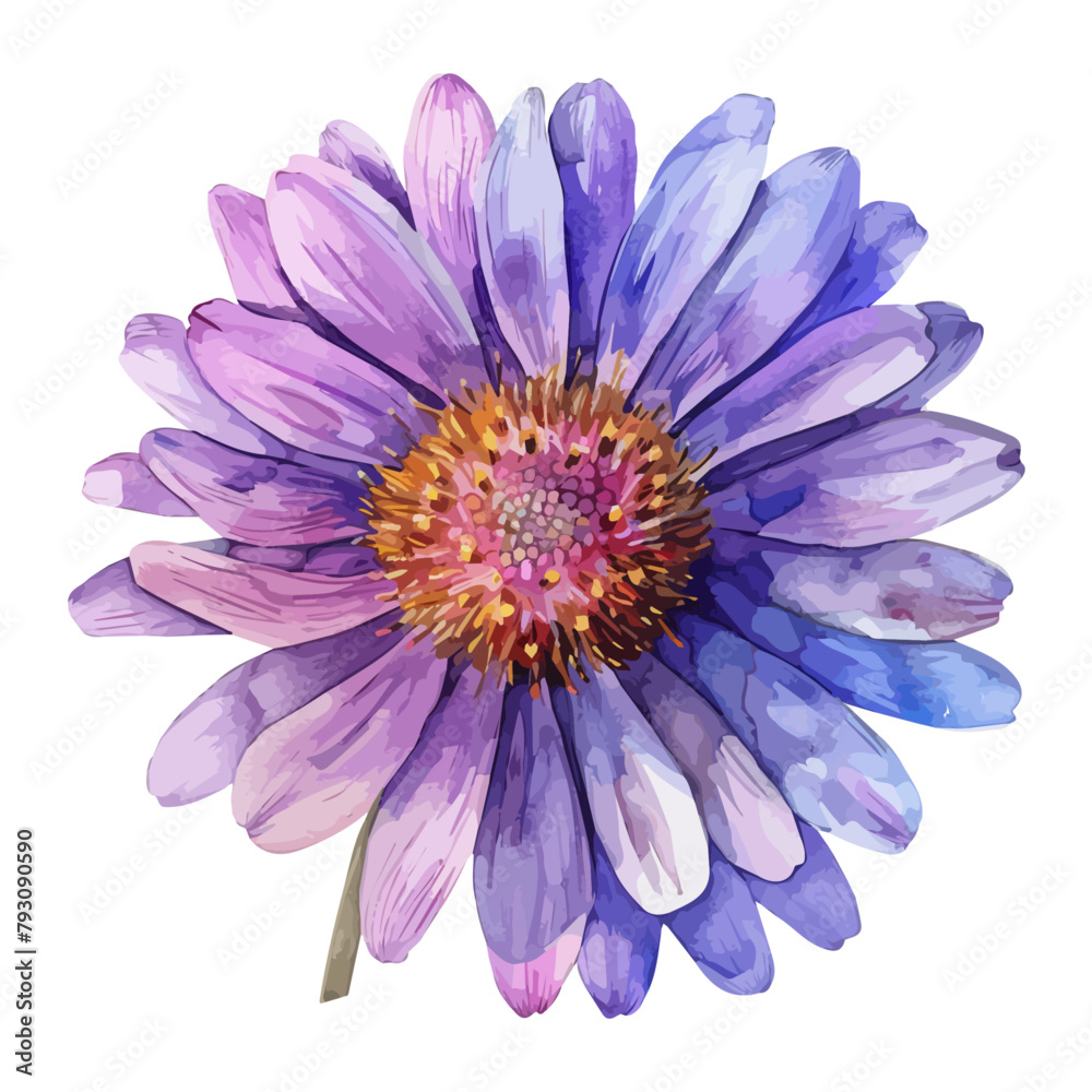 Watercolor Vector painting of a aster flower, isolated on a white background, aster vector, aster clipart, aster art, aster painting, aster Graphic, drawing clipart.