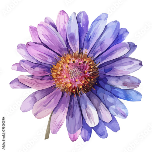 Watercolor Vector painting of a aster flower, isolated on a white background, aster vector, aster clipart, aster art, aster painting, aster Graphic, drawing clipart.