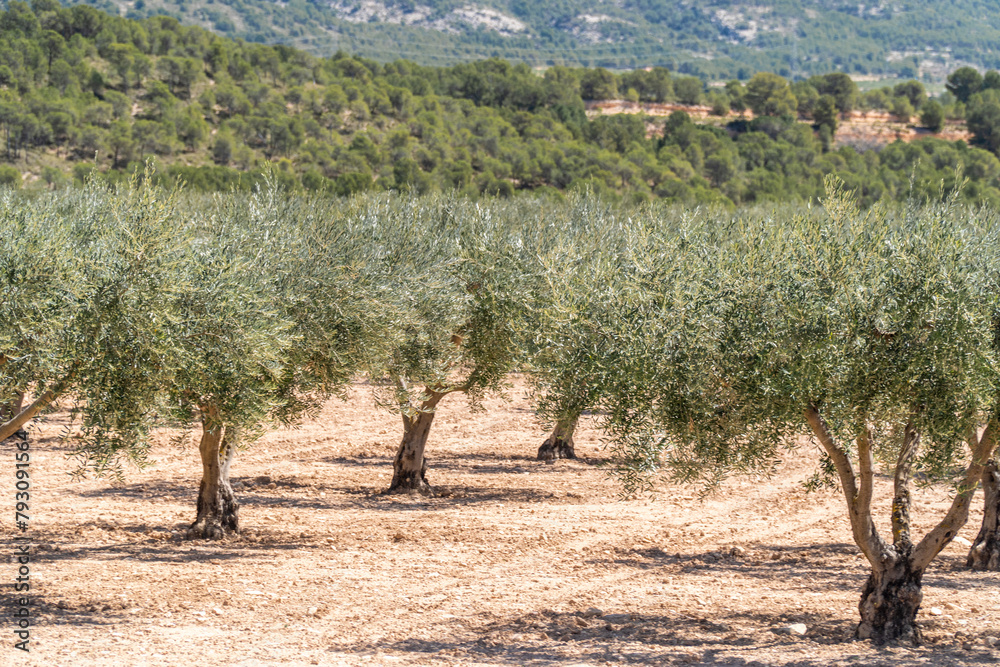 Field with olive trees, on a sunny summer morning.