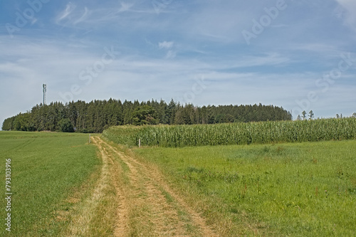 Dirtroad between meadows and corn fields in Ardennes, Wallonia, Belgium  photo