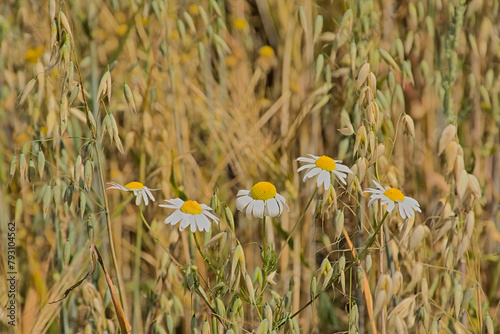  Chamomile flowers in an oat field. 