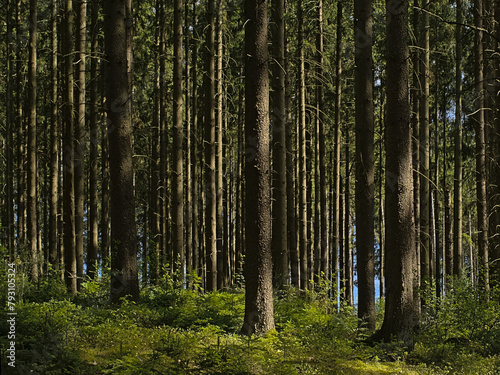 . Sunny pine forest in Ardennes near Saint Hubert, Wallonia, Belgium  photo