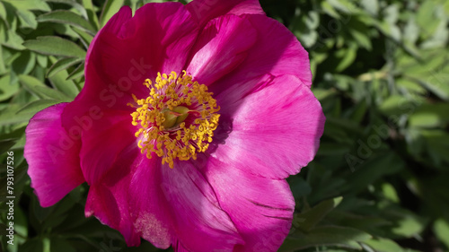 Close up of pink peony flower  paeonia officinalis  the common or garden peony in green leaves