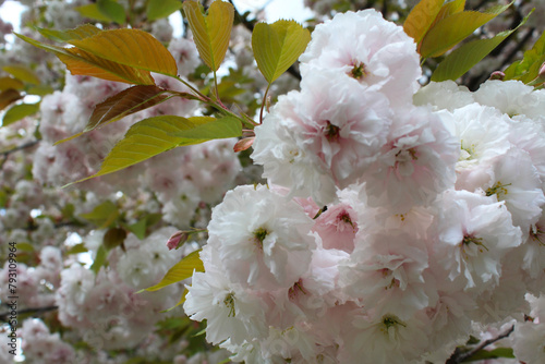 cherry blossoms close-up, natural floral background