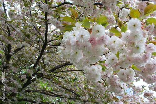 beautiful glamorous sakura flowers, floral background
