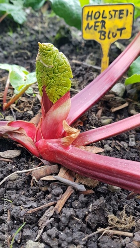 Billede på lærred red-stemmed rhubarb variety Holsteiner Blut