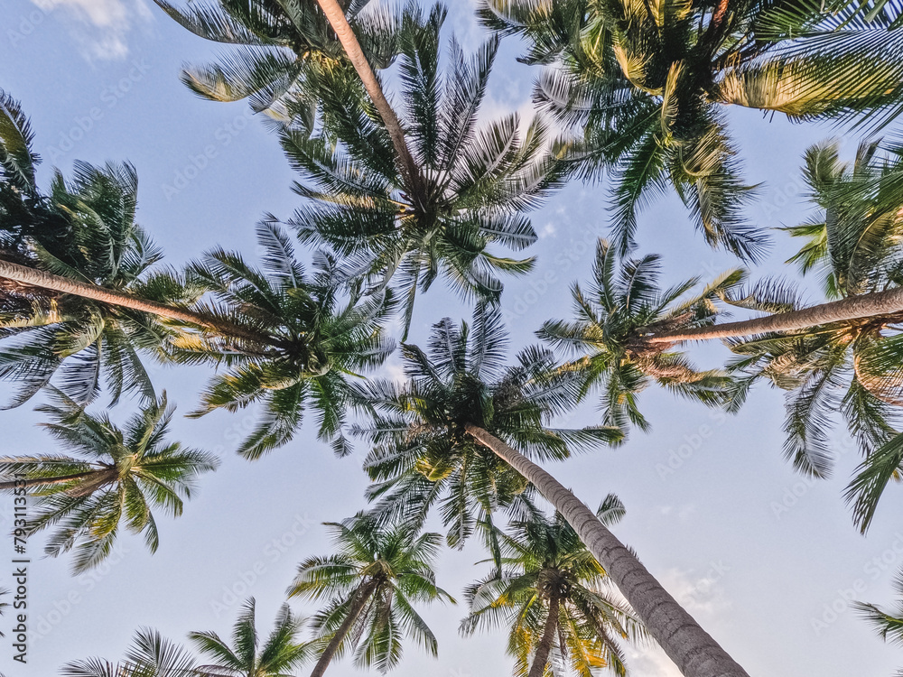 Bright palm trees against the background of a clear morning sky and sun rays. Closeup, outdoor. View from bottom to top. Vacation and travel concept Bright palm trees against the background of a clear morning sky and sun rays. Closeup, outdoor. View from bottom to top. Vacation and travel concept