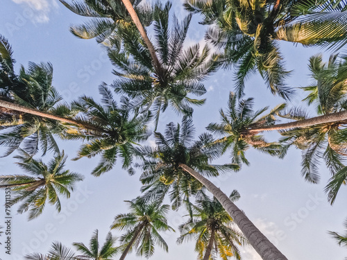 Bright palm trees against the background of a clear morning sky and sun rays. Closeup  outdoor. View from bottom to top. Vacation and travel concept