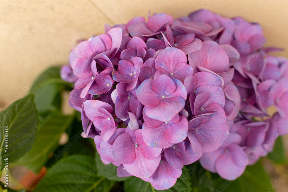 Garden Hydrangea tiffany purple - large purple flowers, close-up