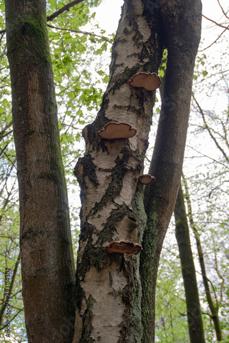 tree in the forest with mushrooms