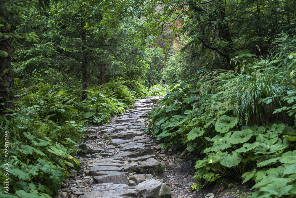 Fototapeta premium A stone path in the woods with green plants