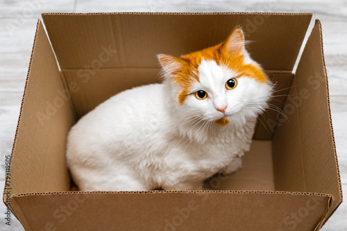 beautiful cat sitting in a cardboard box