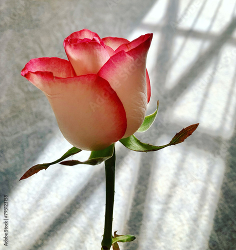 A pink rose at the background of the shadow of a window taped to protect the glass from bombings