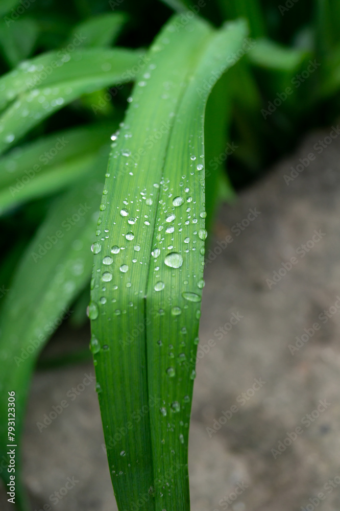 Obraz premium Drops of water on a narrow leaf of a plant
