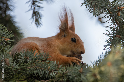 squirrel on a tree © Artem