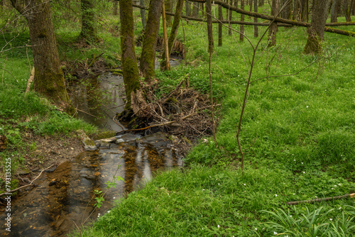 Cloudy dark evening near Roprachtice village with leaf tree forest and creek photo