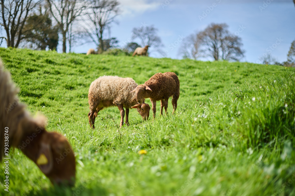 Sheep grazing on a farm in the Barrio de Arriba de Ucieda, in the Autonomous Community of Cantabria, Spain. Sheep grazing on a farm in the Barrio de Arriba de Ucieda, in the Autonomous Community of Cantabria, Spain.