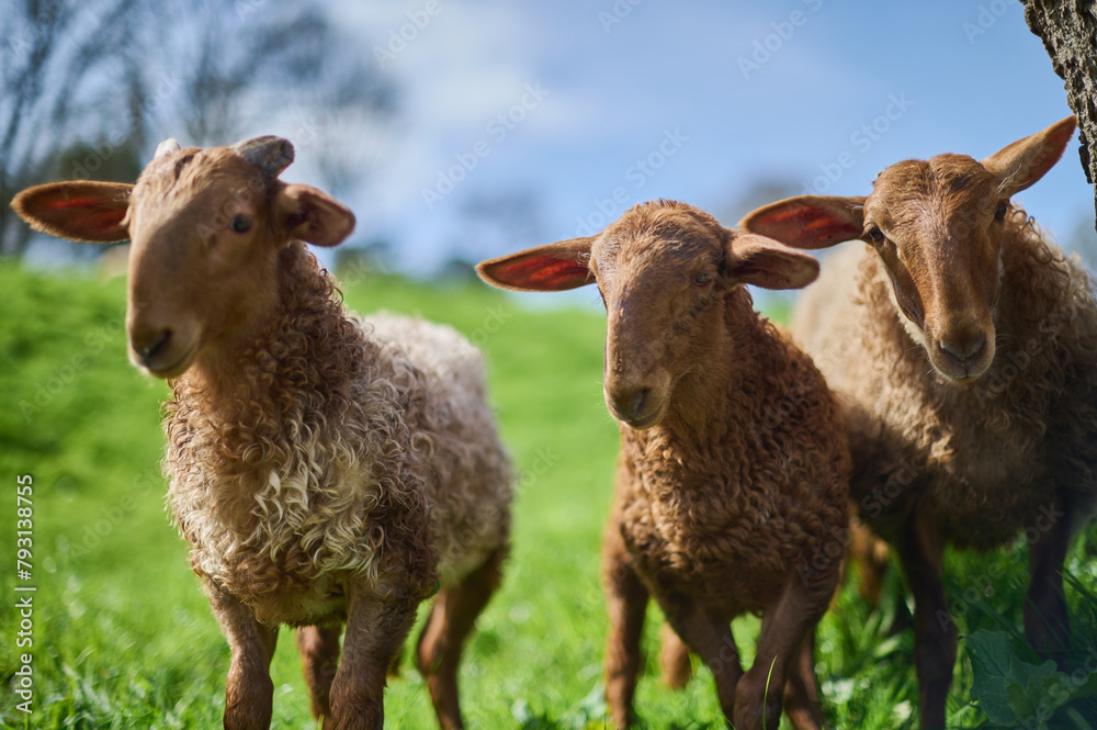 Obraz premium Sheep grazing on a farm in the Barrio de Arriba de Ucieda, in the Autonomous Community of Cantabria, Spain.