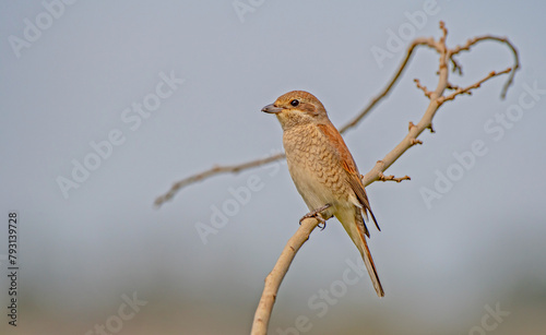 Red-backed Shrike (Lanius collurio) is a common species in European countries. It is a species with a high probability of being seen everywhere in Turkey except in spring and settlements.
