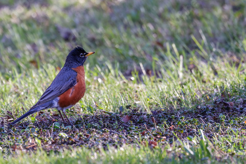 American robin (Turdus migratorius) on the ground during early spring in Wisconsin. Selective focus, background blur and foreground blur.
