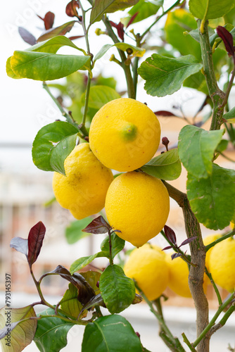 Obraz na płótnie Large juicy yellow lemons on green branches, close-up, home garden, gardening, fruit cultivation w salonie