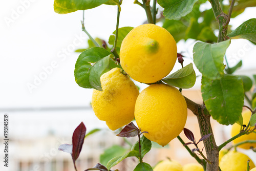 Obraz na płótnie Large juicy yellow lemons on green branches, close-up, home garden, gardening, fruit cultivation w salonie