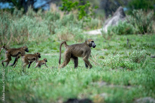 Family of Baboons on the Prowl
