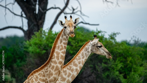 Photography Pair of African Giraffes in the Wild