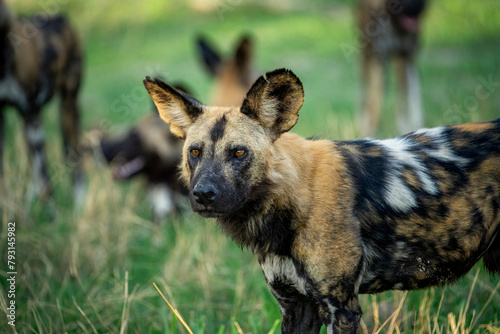 Canvastavla African Wild Dog With Its Pack