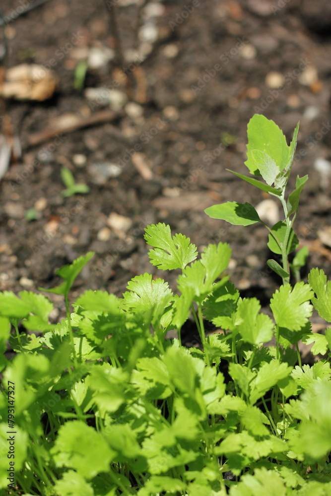 Fresh cilantro growing in the garden. Fresh cilantro growing in the garden.
