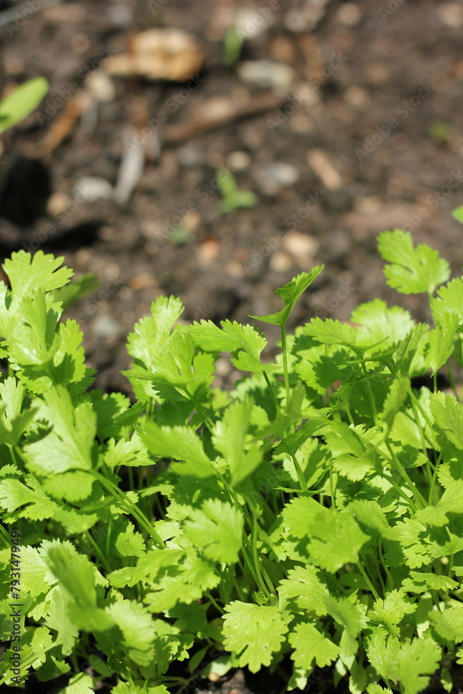 Fresh cilantro growing in the garden. Fresh cilantro growing in the garden.