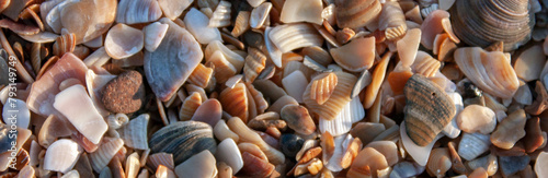 Broken seashells and sand on the beach of the Sea on a sunny day. Close-up view from abovein the rays of the evening sun. Seashells and sand by the sea.  photo
