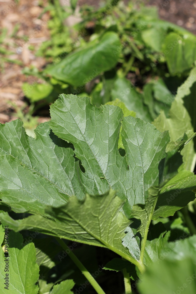 lettuce in the garden lettuce in the garden