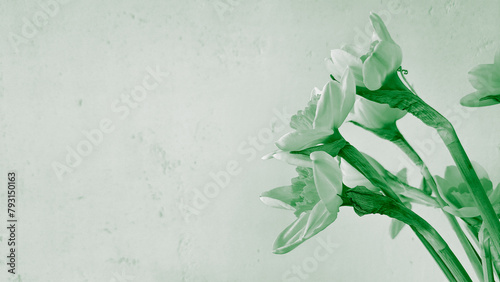 Bouquet of spring daffodil  in green colors