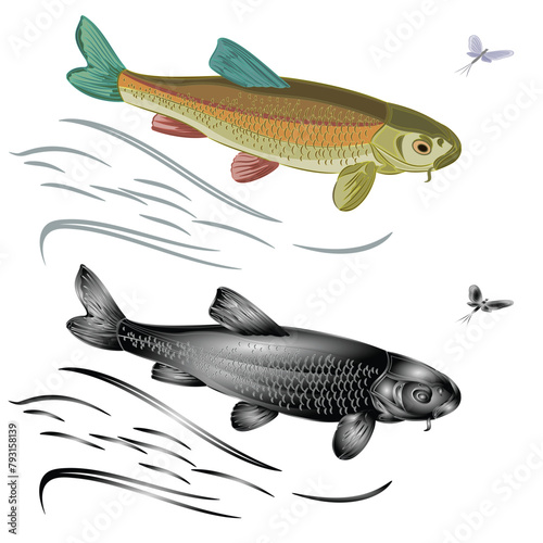 Koi carp vector  jumps salmon-predatory fish natural and as wrought metal and mayfly vintage vector illustration editable hand draw