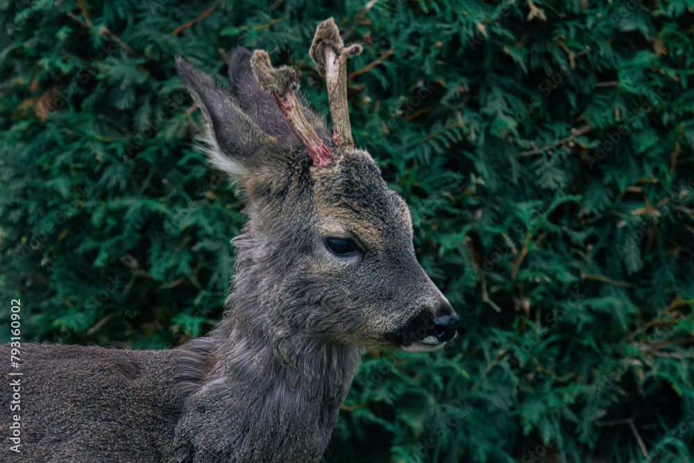deer in the forest deer in the forest